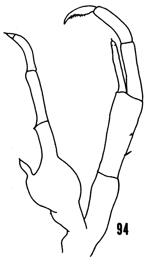 Espce Scolecithricella dentata - Planche 22 de figures morphologiques