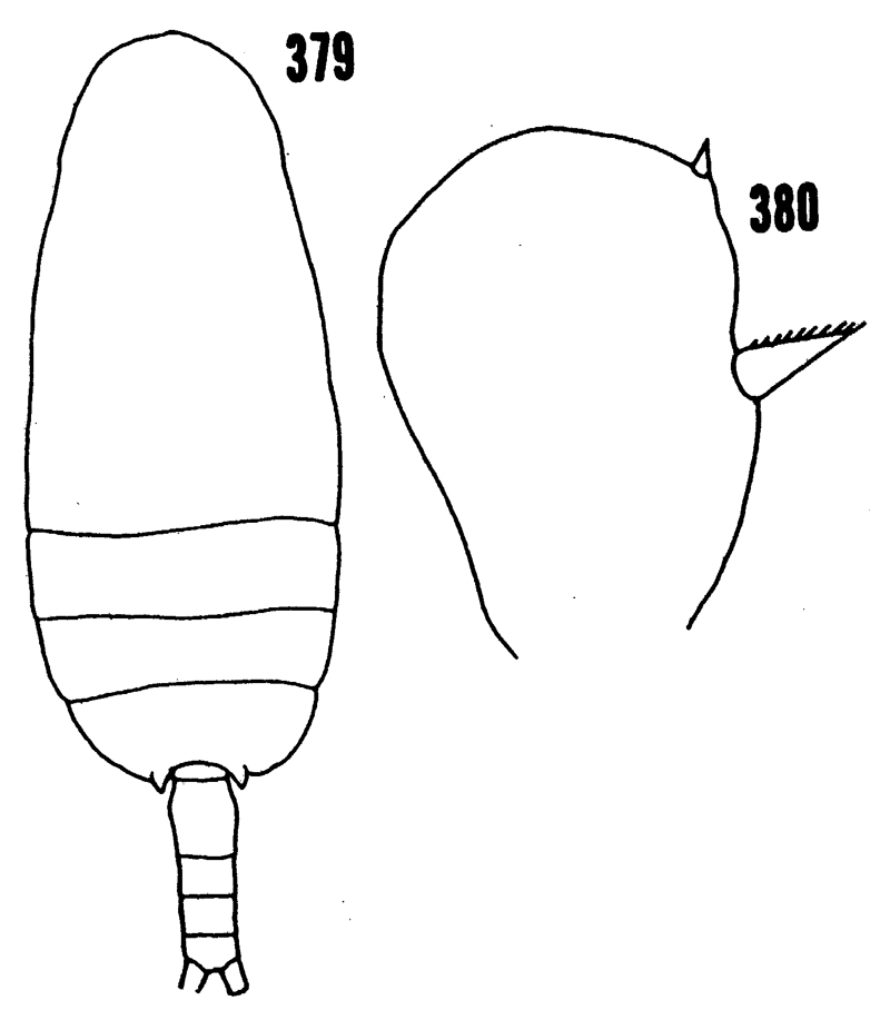 Espèce Scolecithricella dentata - Planche 24 de figures morphologiques