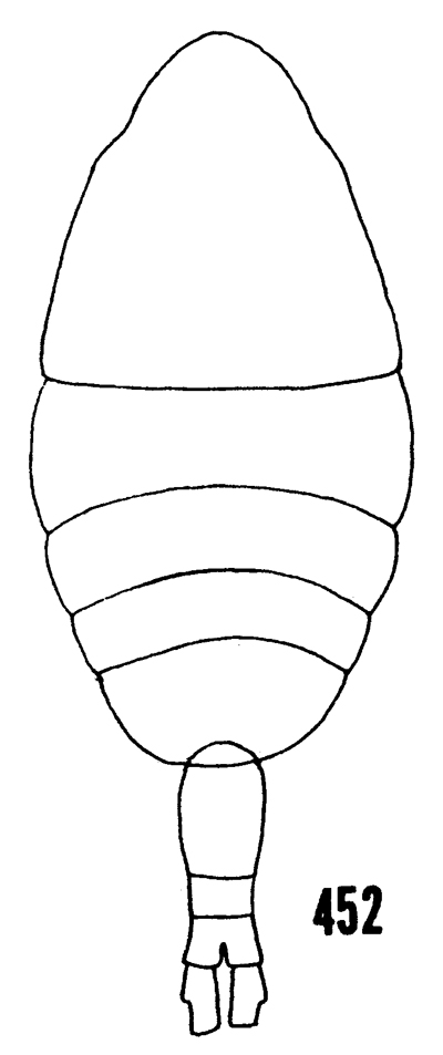 Species Metridia brevicauda - Plate 5 of morphological figures