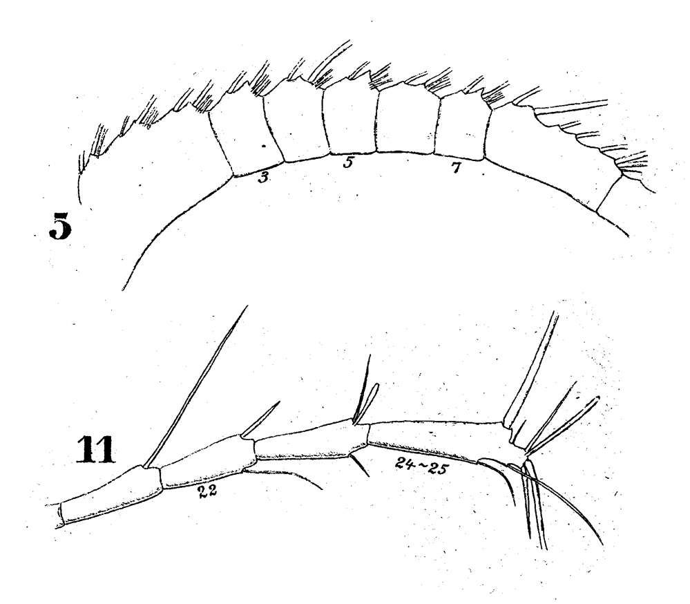 Species Metridia brevicauda - Plate 7 of morphological figures