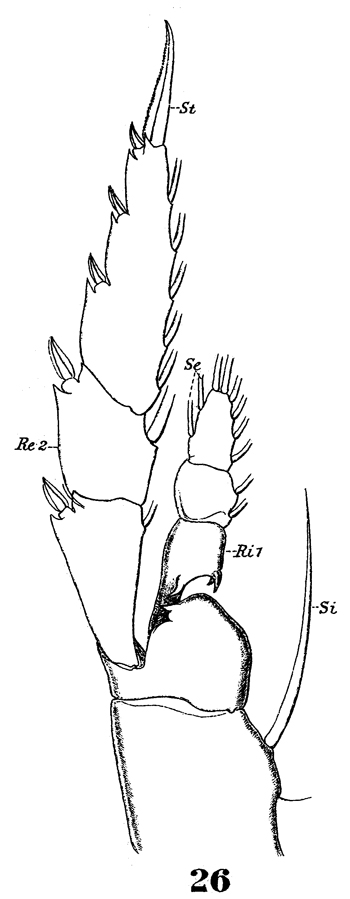 Species Metridia brevicauda - Plate 8 of morphological figures