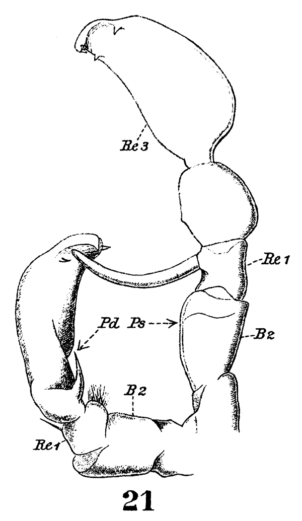Espce Metridia brevicauda - Planche 11 de figures morphologiques
