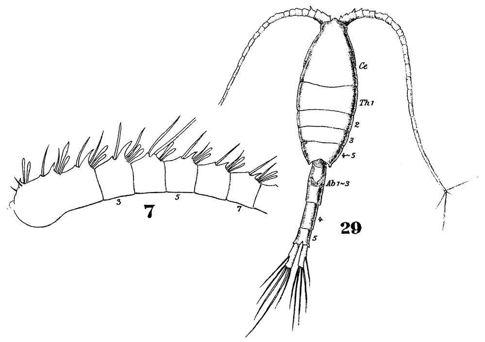 Species Metridia venusta - Plate 7 of morphological figures