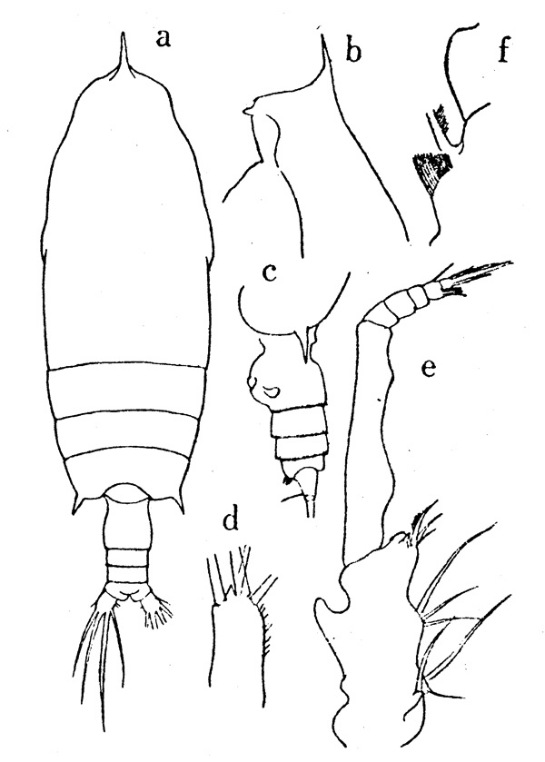 Espèce Gaetanus pileatus - Planche 1 de figures morphologiques
