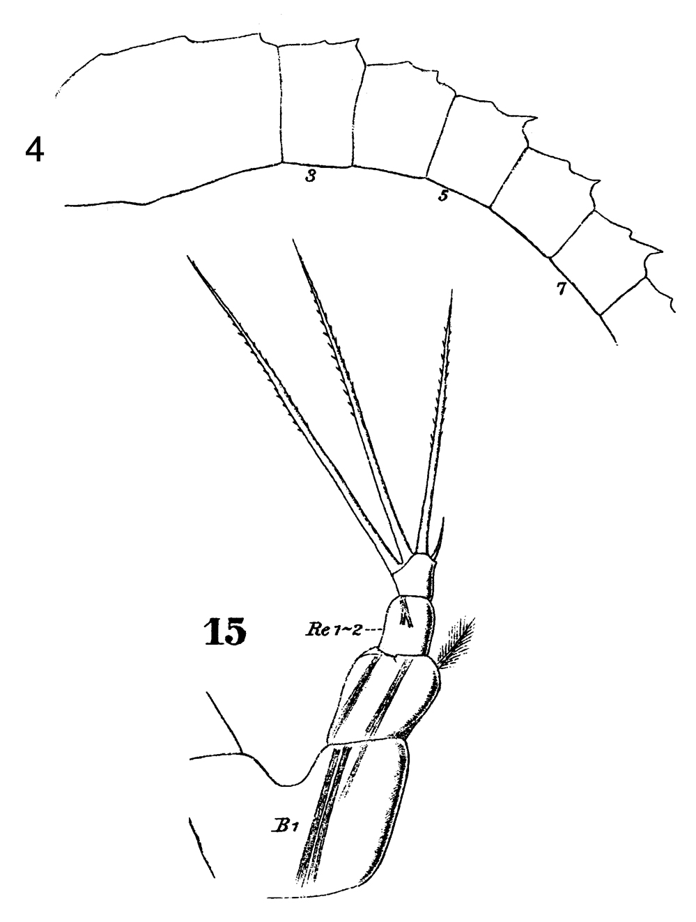 Espce Metridia curticauda - Planche 8 de figures morphologiques