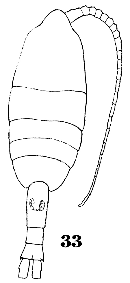 Species Metridia curticauda - Plate 7 of morphological figures