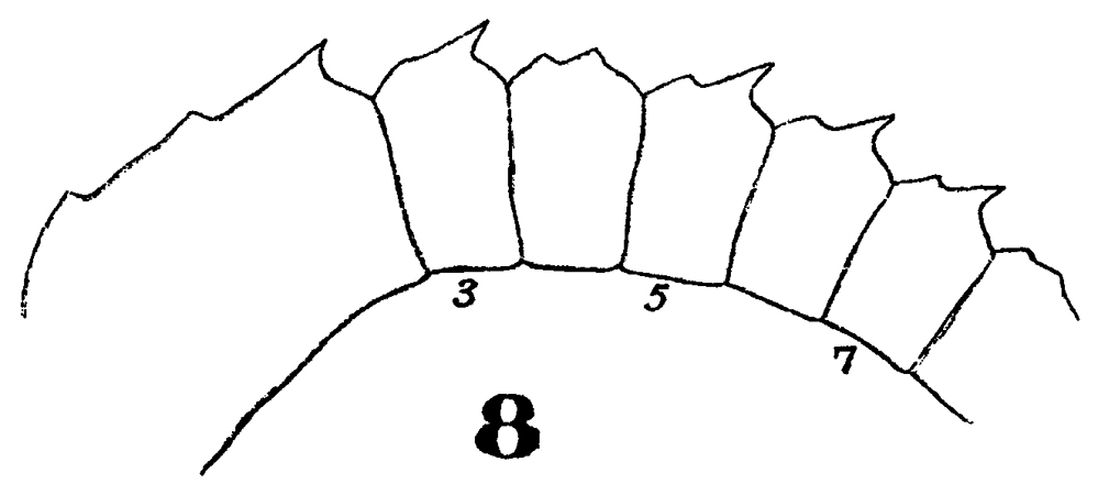 Species Metridia boecki - Plate 5 of morphological figures