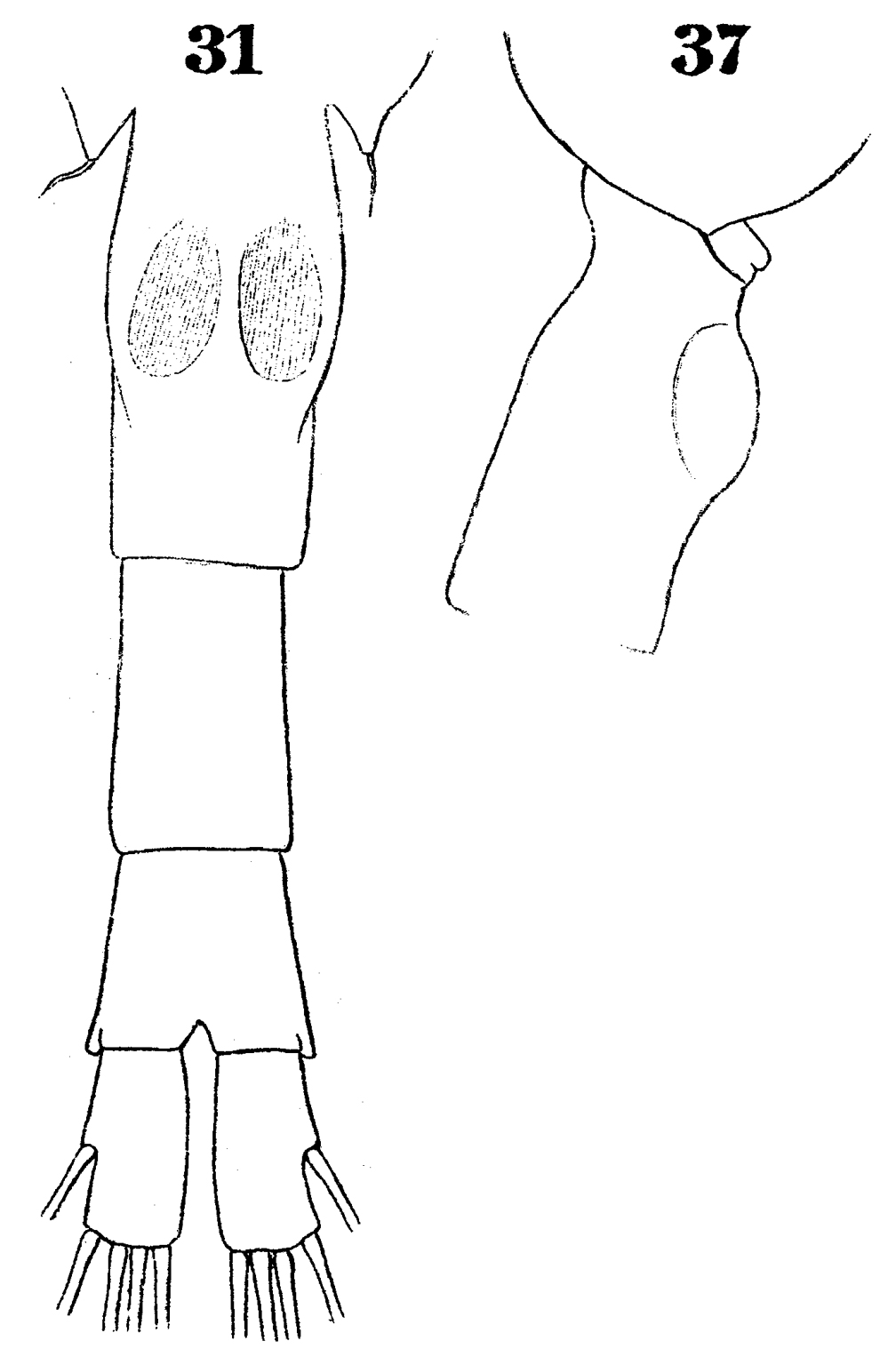 Espce Metridia boecki - Planche 6 de figures morphologiques