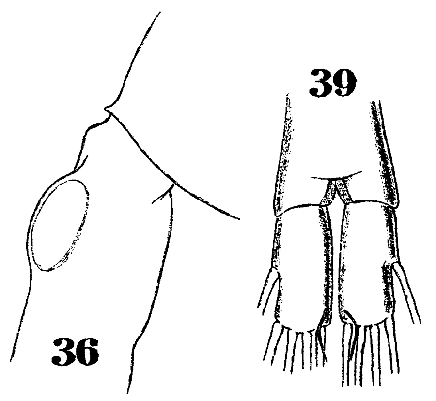 Species Metridia lucens - Plate 15 of morphological figures
