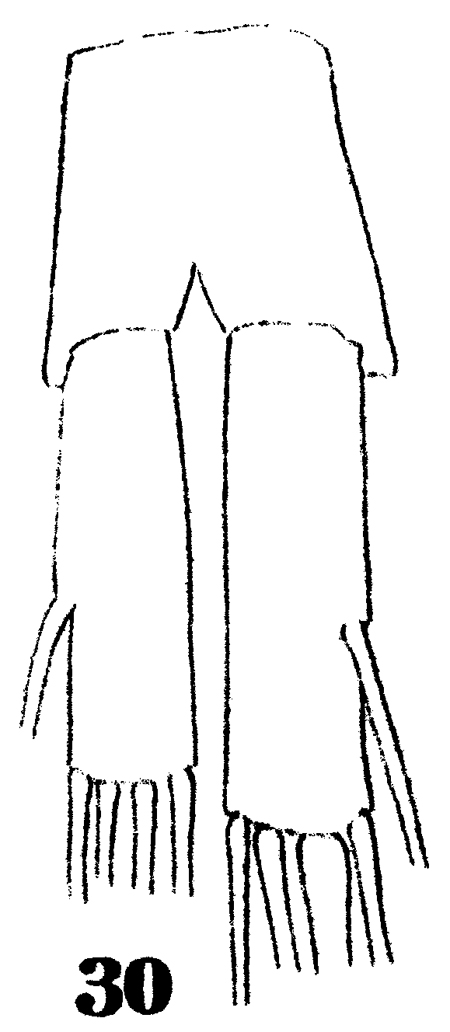 Espce Metridia venusta - Planche 11 de figures morphologiques