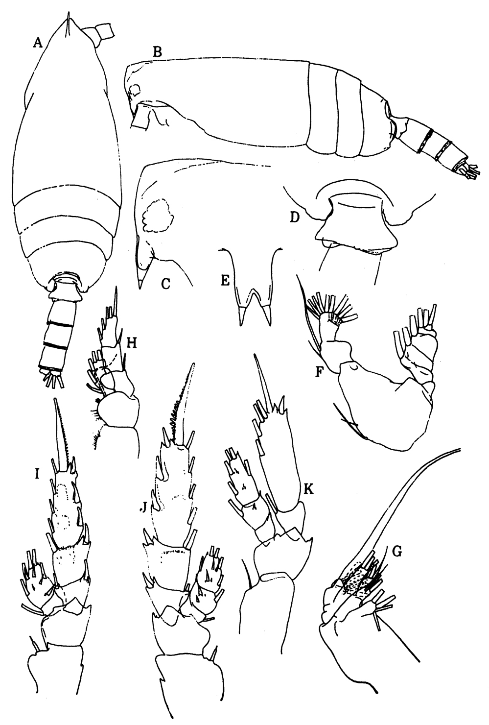 Espèce Scottocalanus sp. - Planche 1 de figures morphologiques