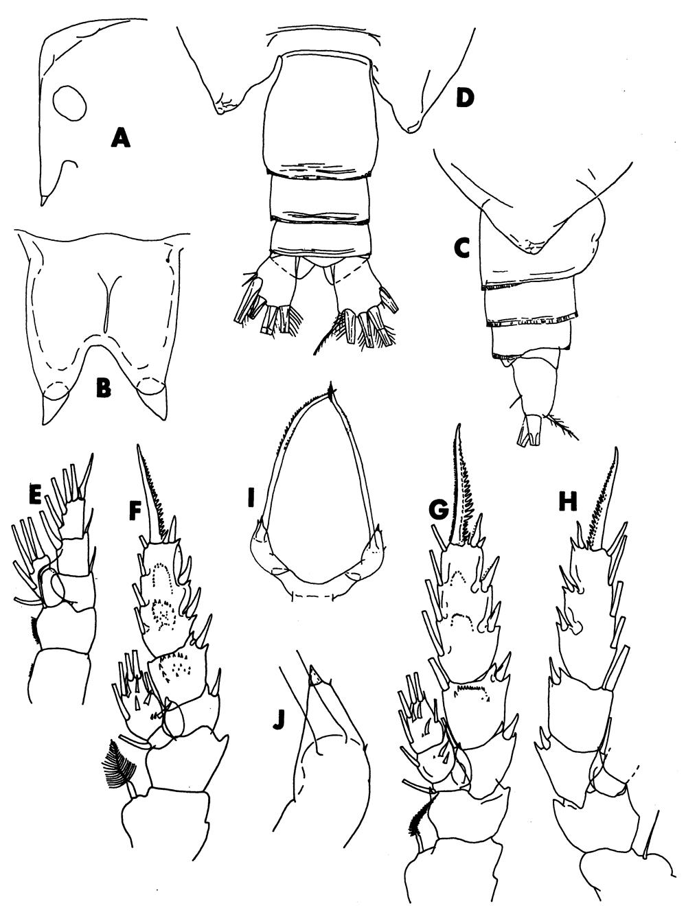 Species Scottocalanus thori - Plate 10 of morphological figures