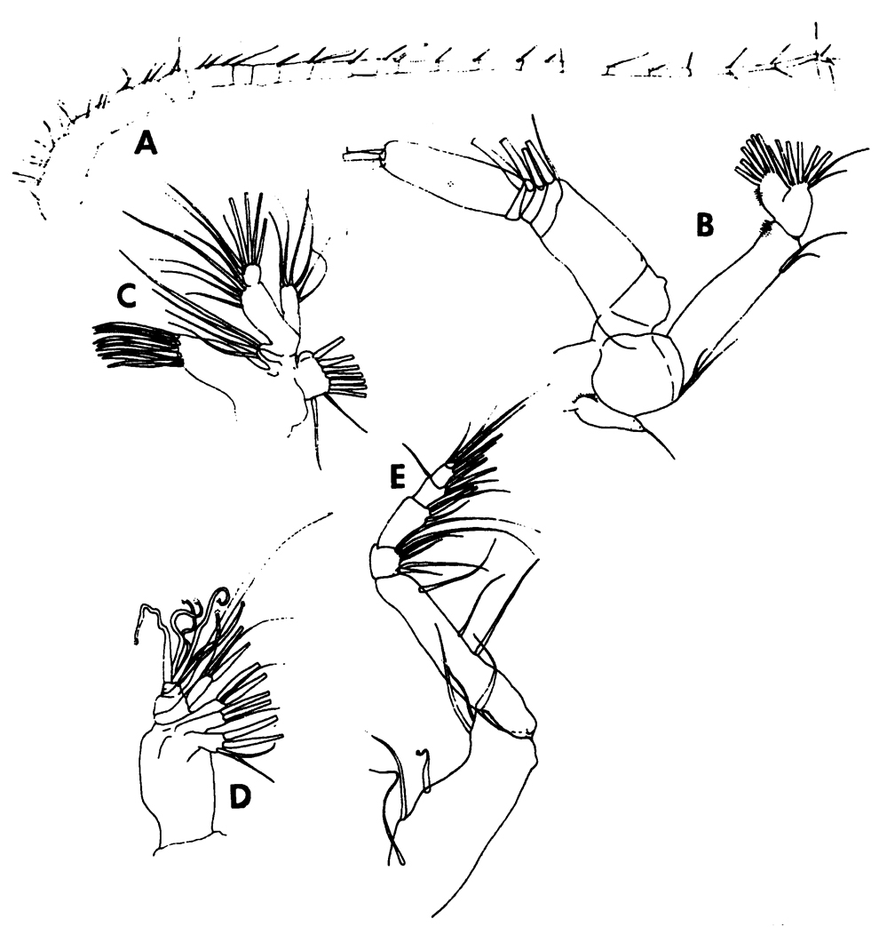 Espce Scottocalanus thori - Planche 12 de figures morphologiques