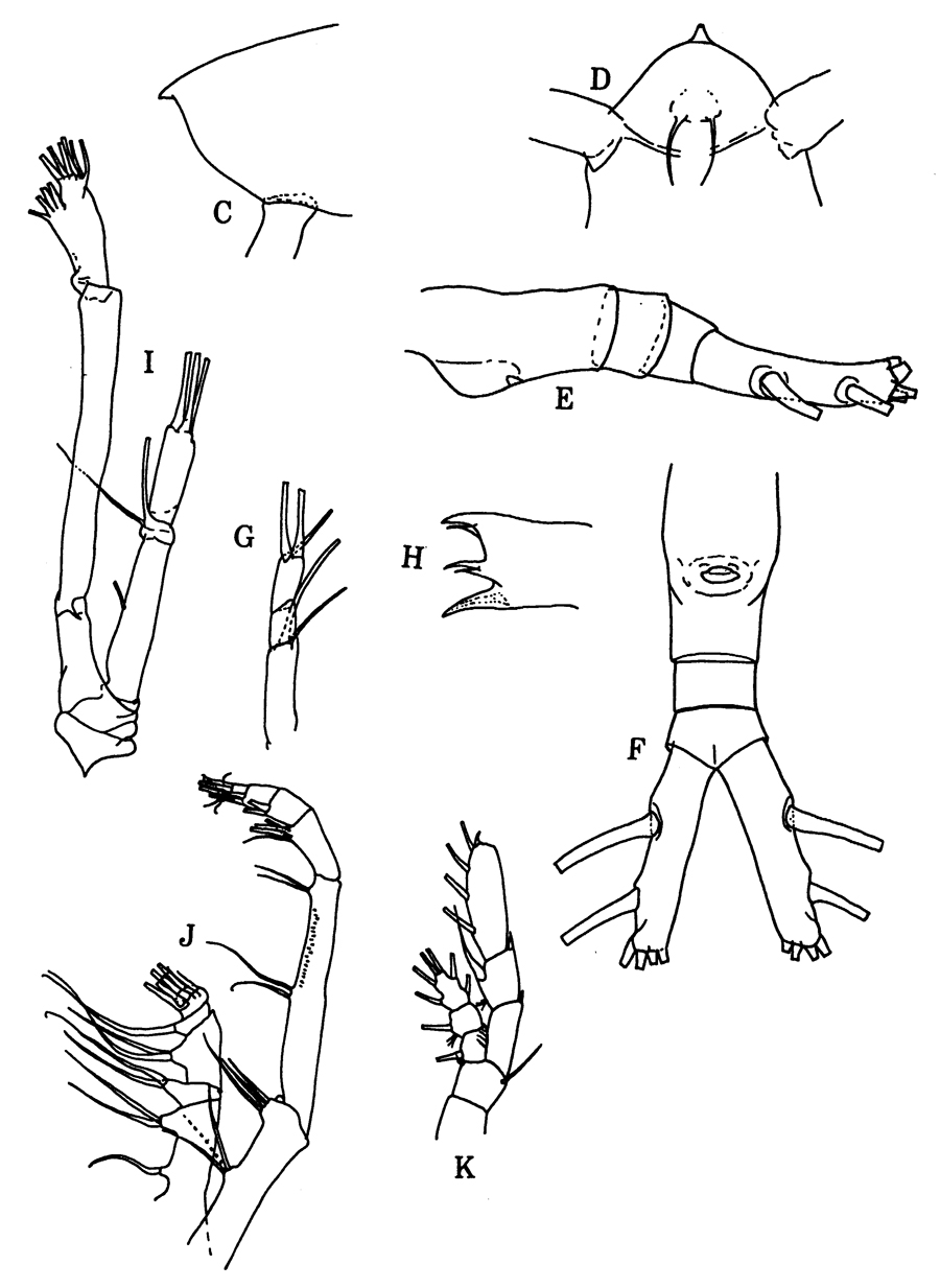 Species Augaptilus spinifrons - Plate 3 of morphological figures