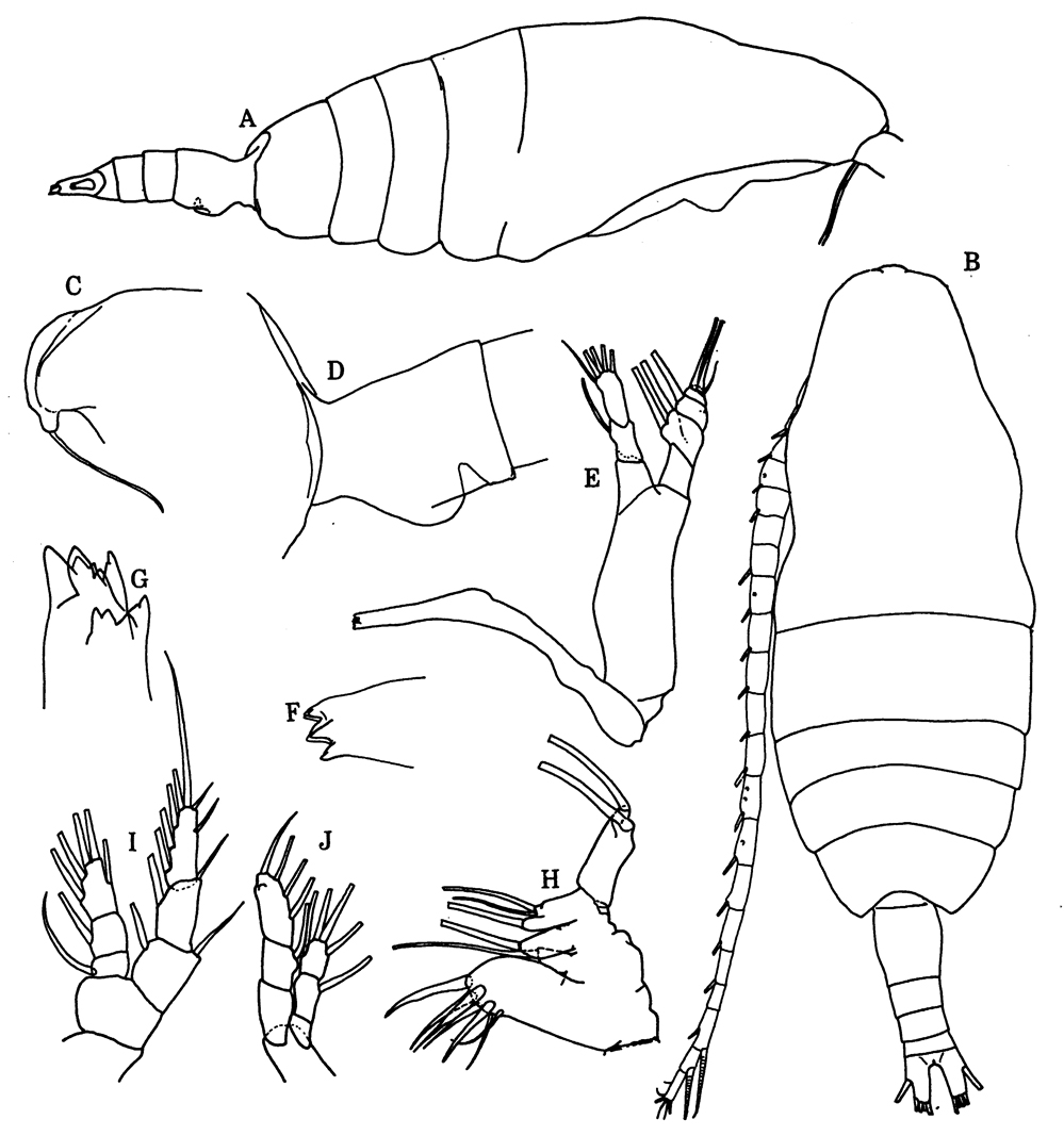 Species Pseudaugaptilus polaris - Plate 3 of morphological figures