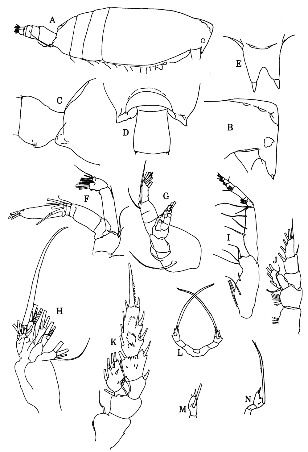 Species Scottocalanus helenae - Plate 20 of morphological figures