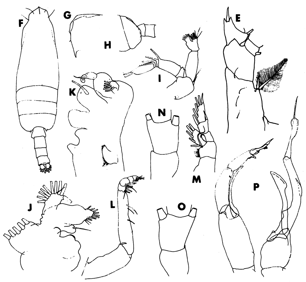 Espèce Chirundina indica - Planche 6 de figures morphologiques