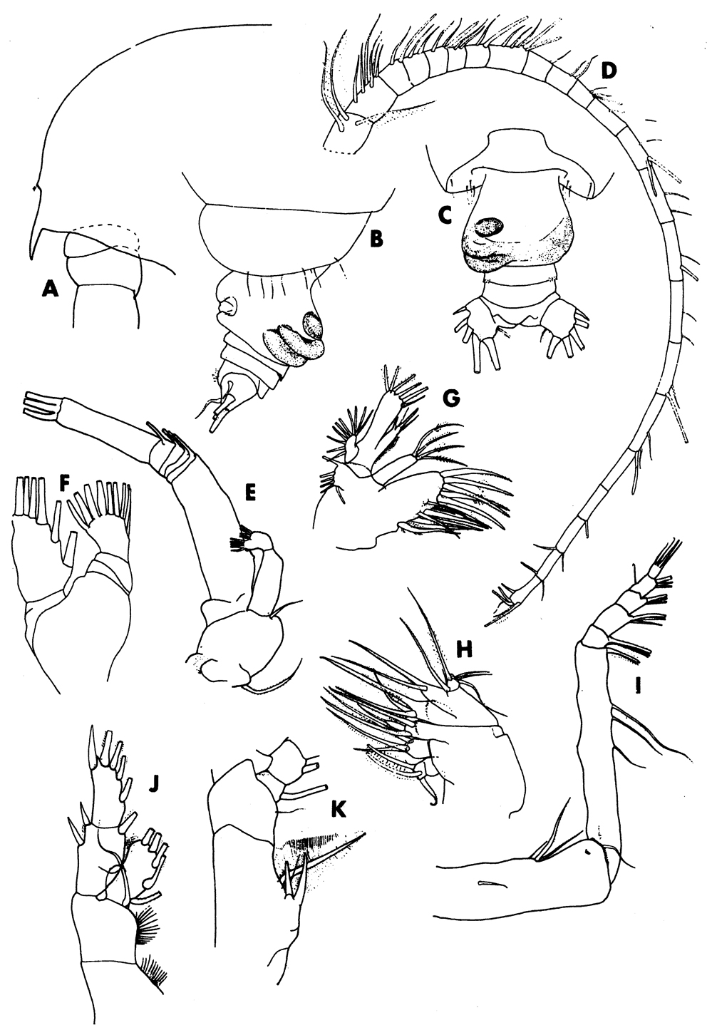 Species Euchirella formosa - Plate 10 of morphological figures