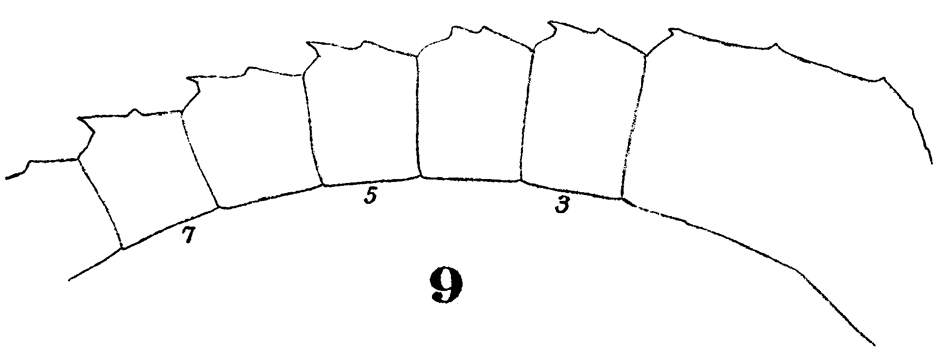 Espce Metridia longa - Planche 6 de figures morphologiques