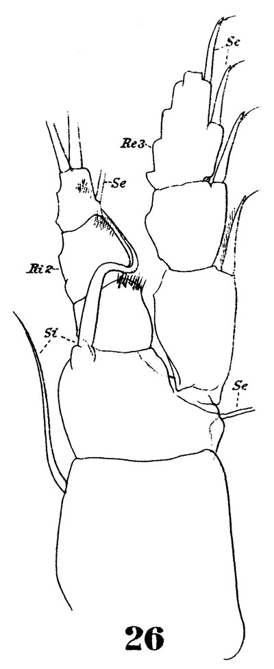 Espèce Pleuromamma abdominalis - Planche 30 de figures morphologiques