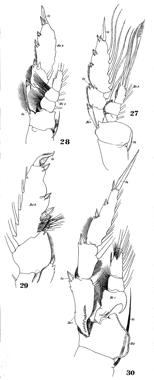 Espèce Pleuromamma abdominalis - Planche 36 de figures morphologiques