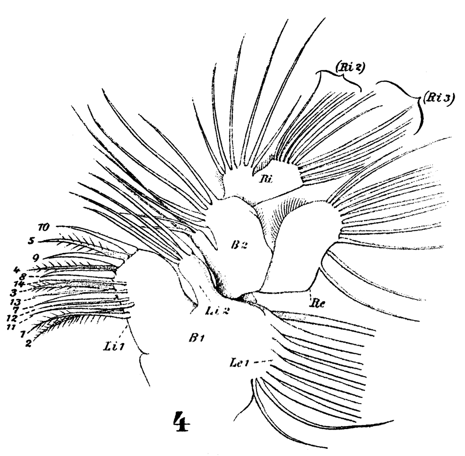 Espce Pleuromamma gracilis - Planche 21 de figures morphologiques