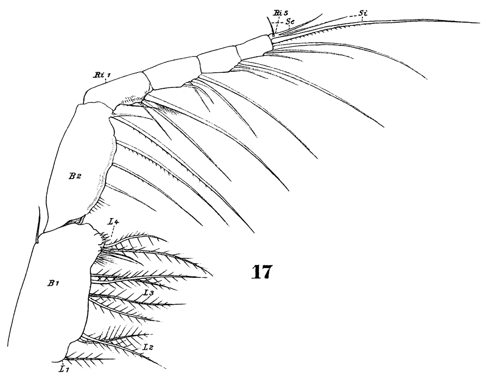 Species Pleuromamma gracilis - Plate 22 of morphological figures