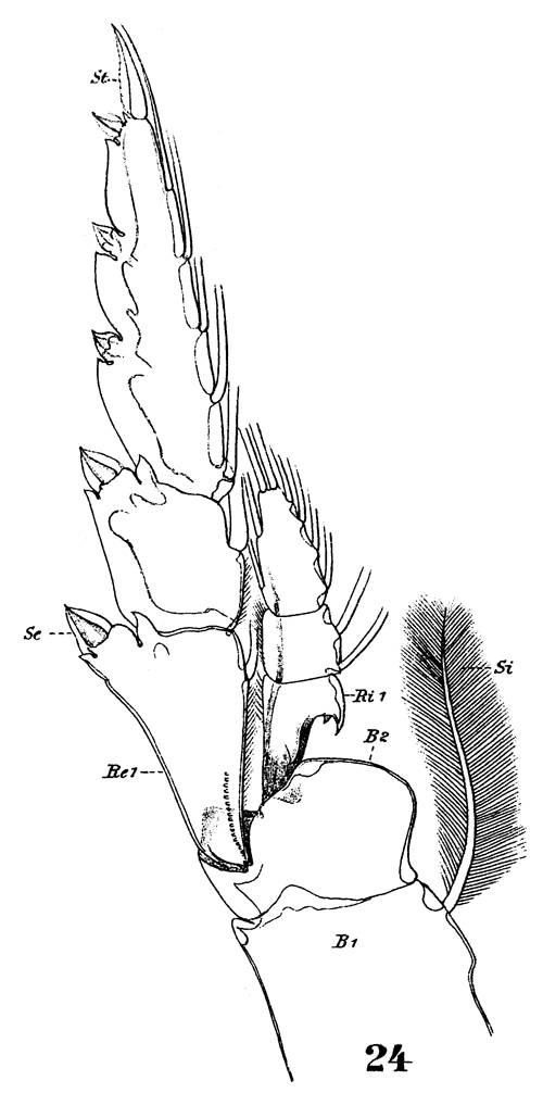 Species Pleuromamma gracilis - Plate 20 of morphological figures