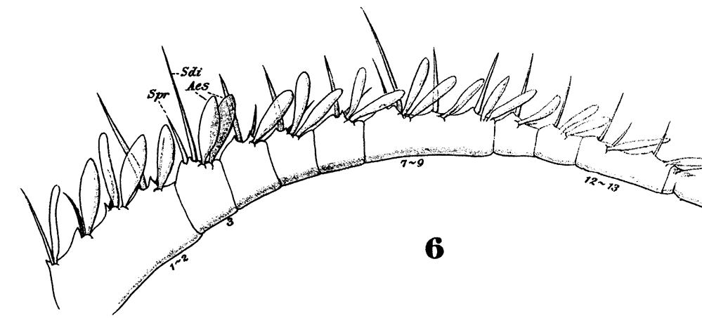 Species Pleuromamma gracilis - Plate 24 of morphological figures