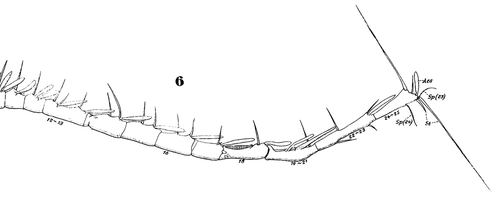 Species Pleuromamma gracilis - Plate 25 of morphological figures