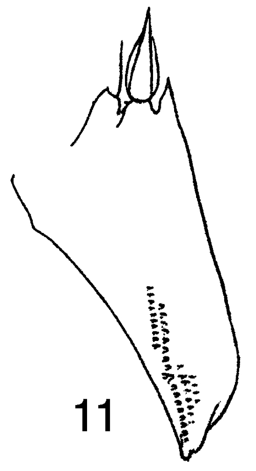 Species Metridia lucens - Plate 17 of morphological figures