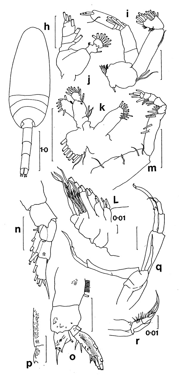 Species Scaphocalanus sp. - Plate 1 of morphological figures