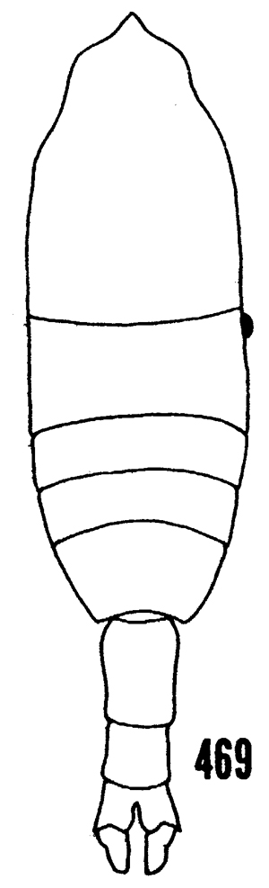 Espce Pleuromamma quadrungulata - Planche 8 de figures morphologiques