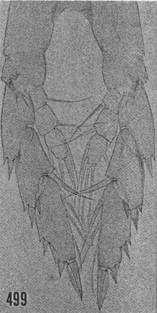 Espce Lucicutia magna - Planche 9 de figures morphologiques