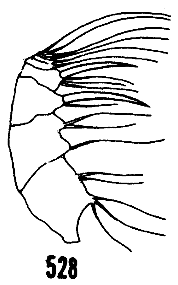 Espèce Haloptilus fertilis - Planche 9 de figures morphologiques