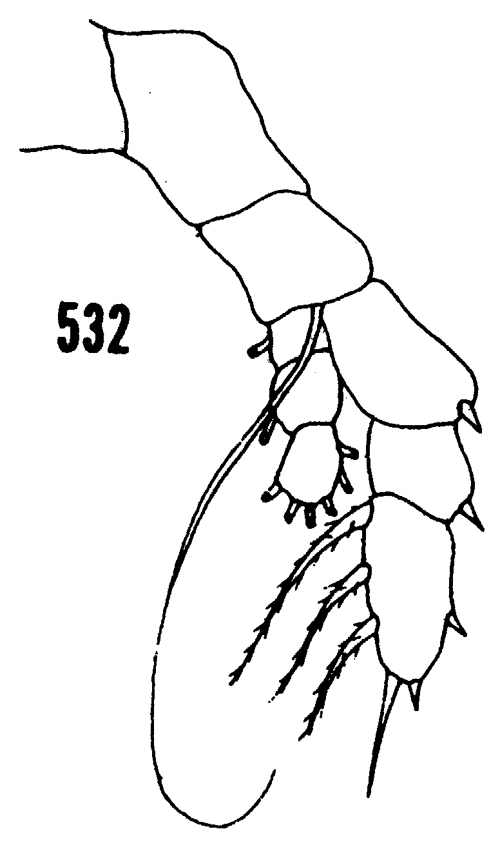 Espce Haloptilus longicornis - Planche 21 de figures morphologiques