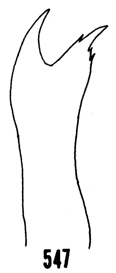 Espce Haloptilus spiniceps - Planche 16 de figures morphologiques