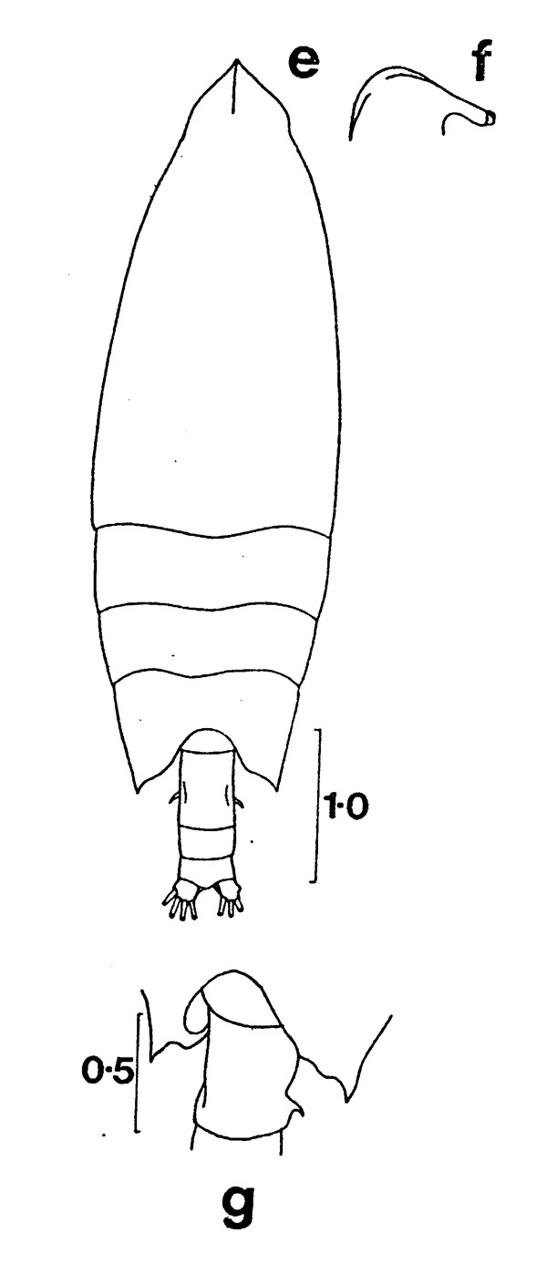 Espèce Scottocalanus thomasi - Planche 1 de figures morphologiques