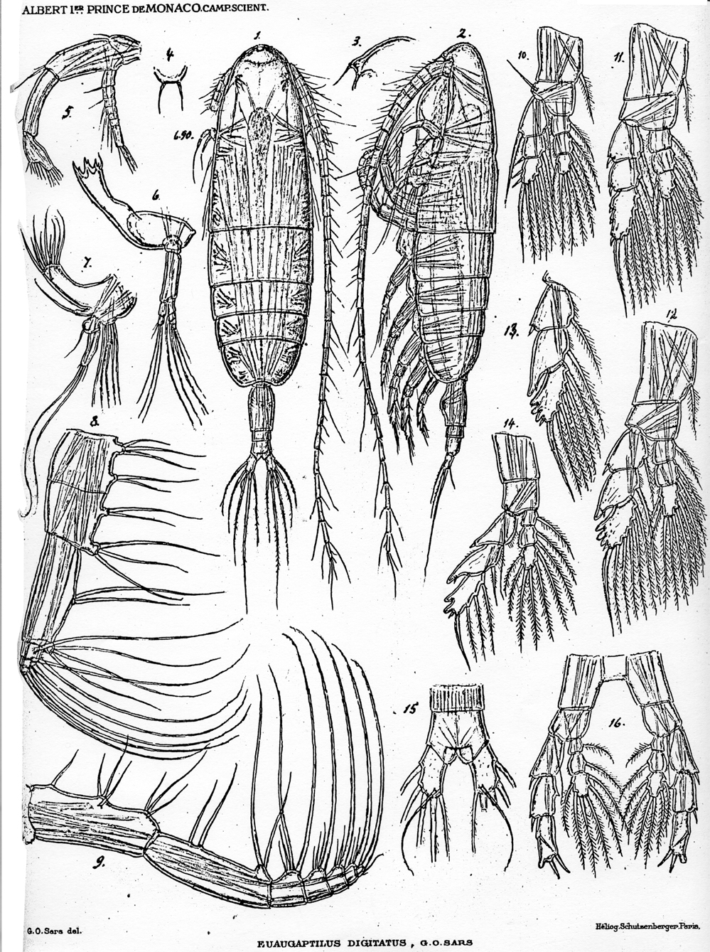 Espèce Euaugaptilus digitatus - Planche 1 de figures morphologiques