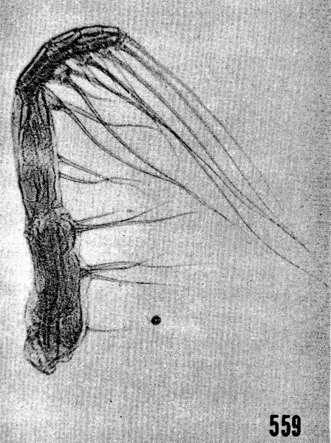 Species Euaugaptilus digitatus - Plate 9 of morphological figures