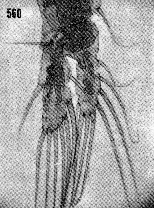 Species Euaugaptilus digitatus - Plate 10 of morphological figures