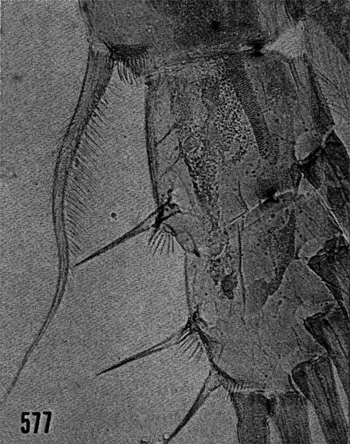 Species Euaugaptilus bullifer - Plate 13 of morphological figures