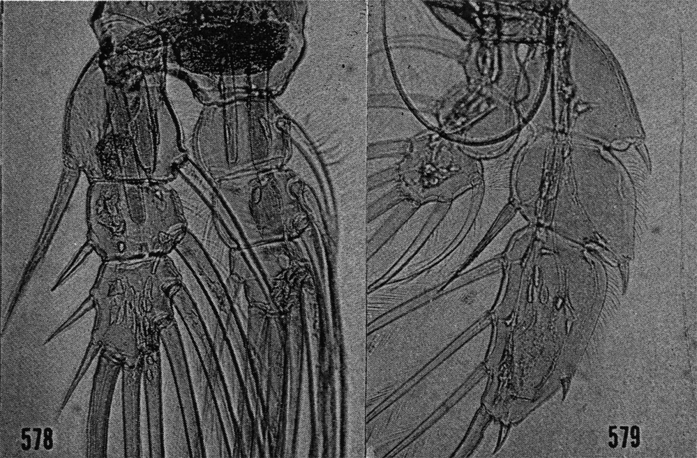 Espce Euaugaptilus laticeps - Planche 10 de figures morphologiques