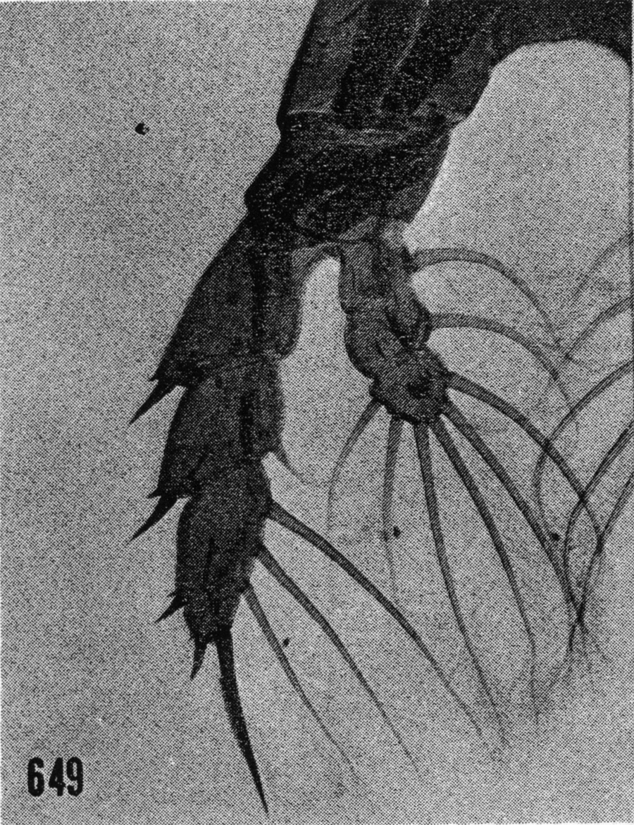 Espce Centraugaptilus horridus - Planche 10 de figures morphologiques