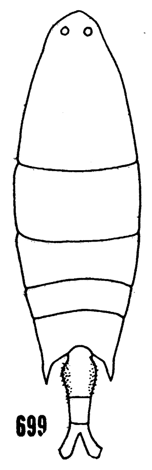Species Labidocera aestiva - Plate 3 of morphological figures