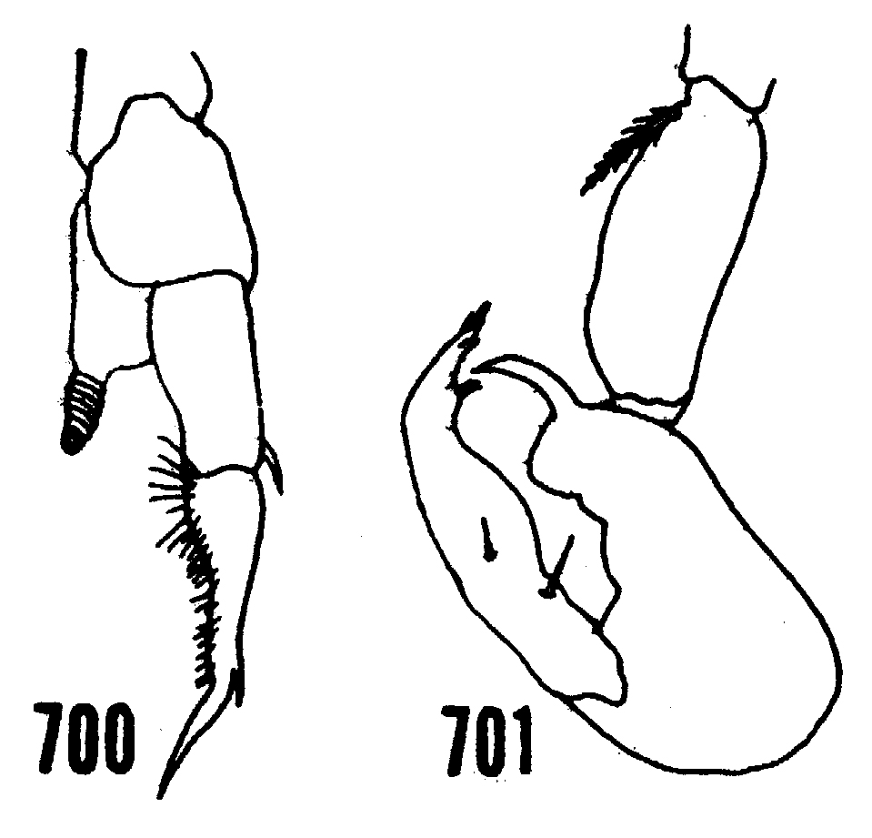 Species Labidocera aestiva - Plate 5 of morphological figures