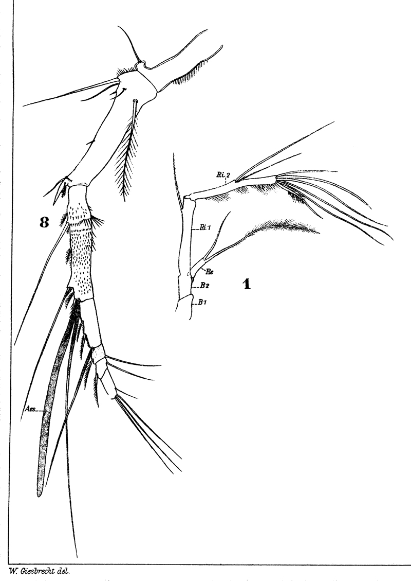 Species Aegisthus aculeatus - Plate 7 of morphological figures
