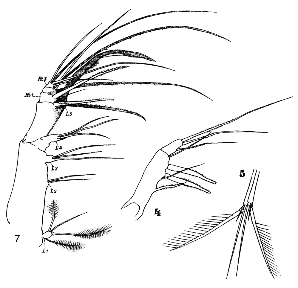 Espce Aegisthus aculeatus - Planche 8 de figures morphologiques