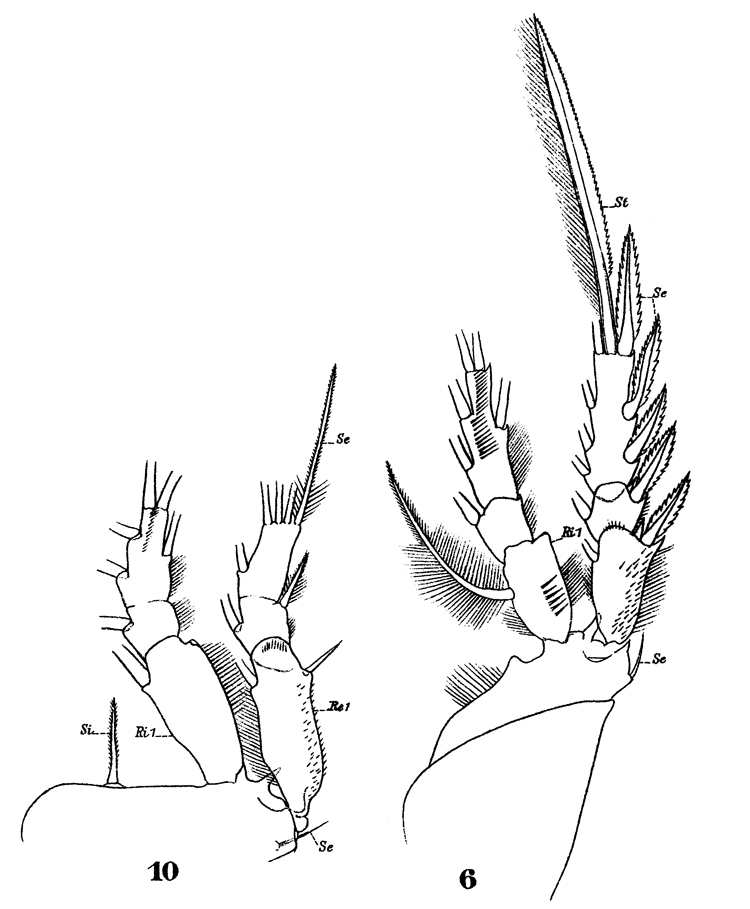 Species Aegisthus mucronatus - Plate 19 of morphological figures