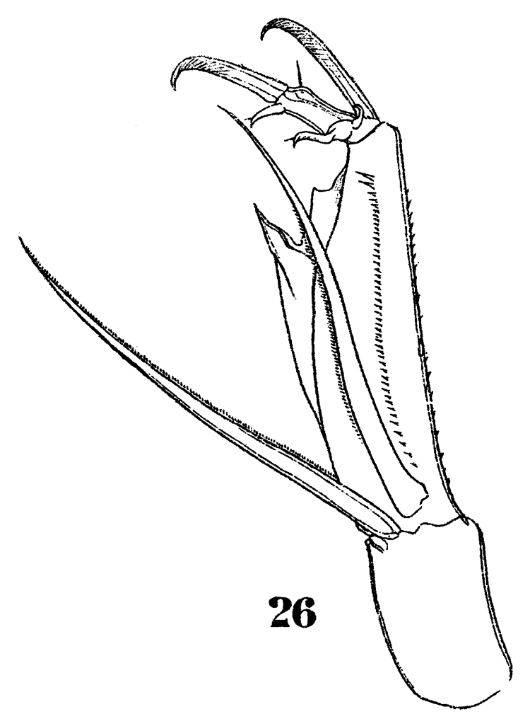 Espce Corycaeus (Agetus) limbatus - Planche 16 de figures morphologiques
